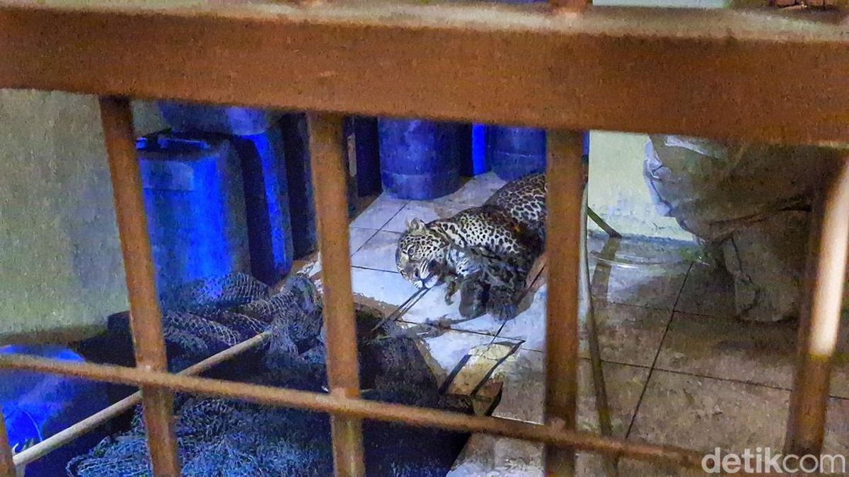 Kondisi Terkini Macan Tutul yang Nongol dan Lukai Warga di Bandung