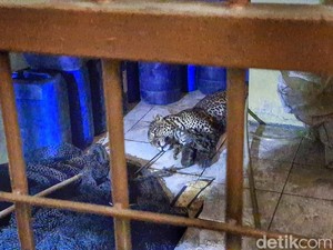 Kondisi Terkini Macan Tutul yang Nongol dan Lukai Warga di Bandung