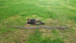 Ibu Baron, Ular Liar Terpanjang Dunia Ditemukan di Sulawesi