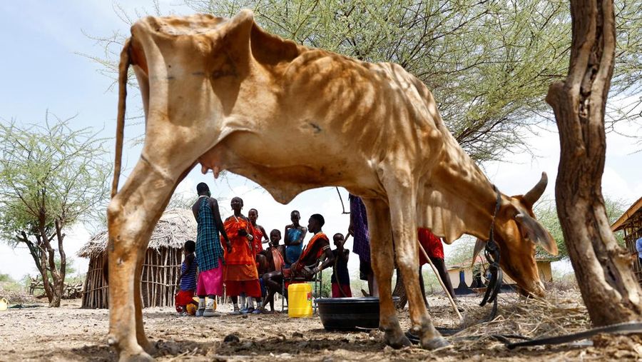 Bangkai sapi yang mati akibat kekeringan yang semakin parah karena gagalnya musim hujan, berserakan di pemukiman desa dekat kota Magadi di sepanjang perbatasan Kenya-Tanzania, di Kajiado, Kenya, 5 Februari 2026. (REUTERS/Thomas Mukoya)