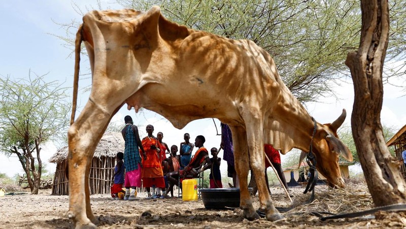 Bangkai sapi yang mati akibat kekeringan yang semakin parah karena gagalnya musim hujan, berserakan di pemukiman desa dekat kota Magadi di sepanjang perbatasan Kenya-Tanzania, di Kajiado, Kenya, 5 Februari 2026. (REUTERS/Thomas Mukoya)