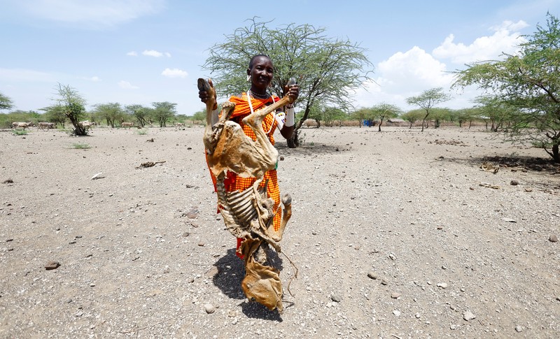 Bangkai sapi yang mati akibat kekeringan yang semakin parah karena gagalnya musim hujan, berserakan di pemukiman desa dekat kota Magadi di sepanjang perbatasan Kenya-Tanzania, di Kajiado, Kenya, 5 Februari 2026. (REUTERS/Thomas Mukoya)