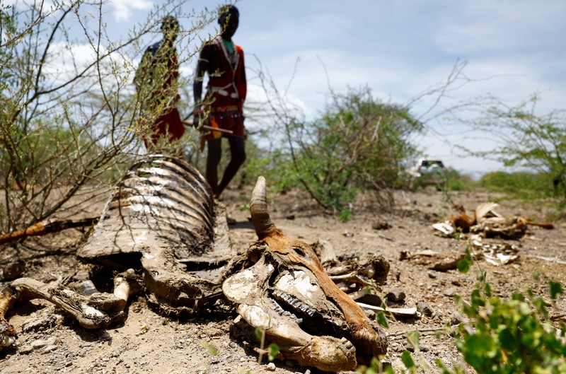 Bangkai sapi yang mati akibat kekeringan yang semakin parah karena gagalnya musim hujan, berserakan di pemukiman desa dekat kota Magadi di sepanjang perbatasan Kenya-Tanzania, di Kajiado, Kenya, 5 Februari 2026. (REUTERS/Thomas Mukoya)