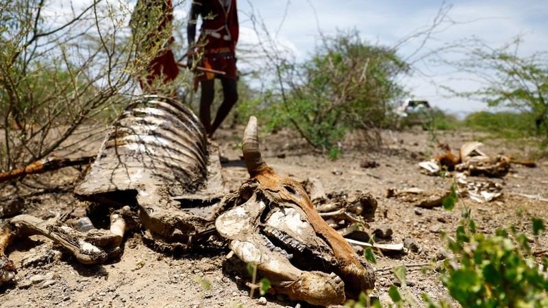 Bangkai sapi yang mati akibat kekeringan yang semakin parah karena gagalnya musim hujan, berserakan di pemukiman desa dekat kota Magadi di sepanjang perbatasan Kenya-Tanzania, di Kajiado, Kenya, 5 Februari 2026. (REUTERS/Thomas Mukoya)