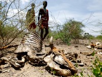 Potret Malapetaka Menghantam Negeri, Sapi-Kambing Mati Bergelimpangan