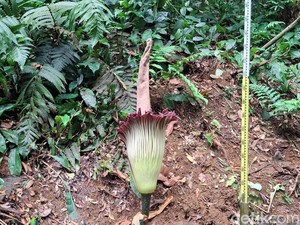 Momen Langka! Bunga Bangkai Mekar Sempurna di Kebun Raya Bogor