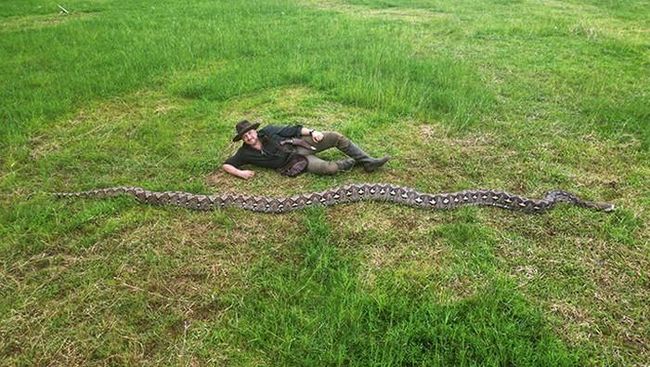 Ular Sulawesi Paling Panjang di Dunia, Berat Tembus 100 Kilogram