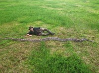 Ular Sulawesi Paling Panjang di Dunia, Berat Tembus 100 Kilogram