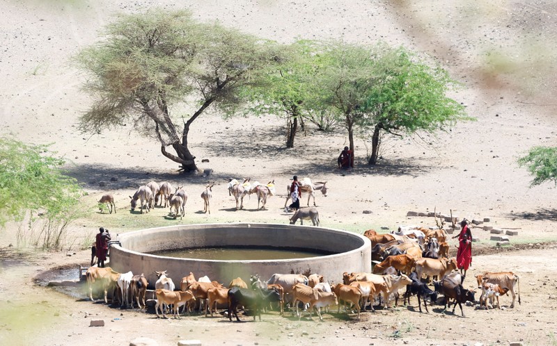 Bangkai sapi yang mati akibat kekeringan yang semakin parah karena gagalnya musim hujan, berserakan di pemukiman desa dekat kota Magadi di sepanjang perbatasan Kenya-Tanzania, di Kajiado, Kenya, 5 Februari 2026. (REUTERS/Thomas Mukoya)