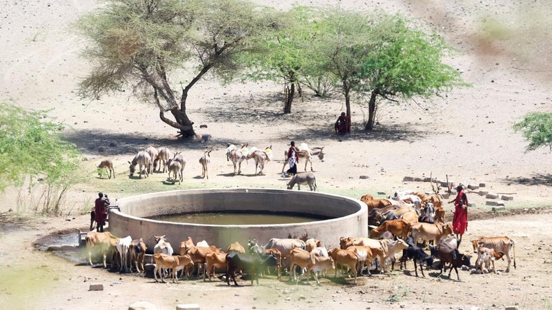Bangkai sapi yang mati akibat kekeringan yang semakin parah karena gagalnya musim hujan, berserakan di pemukiman desa dekat kota Magadi di sepanjang perbatasan Kenya-Tanzania, di Kajiado, Kenya, 5 Februari 2026. (REUTERS/Thomas Mukoya)