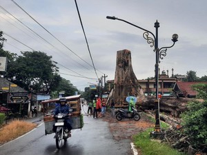 Butuh 5 Hari Taklukkan Randu Alas Raksasa di Tuksongo Borobudur