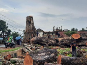 Pohon Randu Ratusan Tahun Ditebang, 5 Hari Baru Selesai