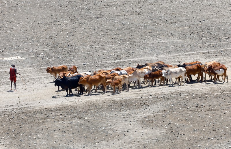 Bangkai sapi yang mati akibat kekeringan yang semakin parah karena gagalnya musim hujan, berserakan di pemukiman desa dekat kota Magadi di sepanjang perbatasan Kenya-Tanzania, di Kajiado, Kenya, 5 Februari 2026. (REUTERS/Thomas Mukoya)