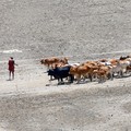 Seorang penggembala Maasai memimpin ternak kurus yang terkena dampak kekeringan yang semakin parah akibat gagalnya musim hujan, saat mereka berjalan di dasar sungai yang kering menuju tempat pengambilan air dari permukiman mereka dekat kota Magadi di