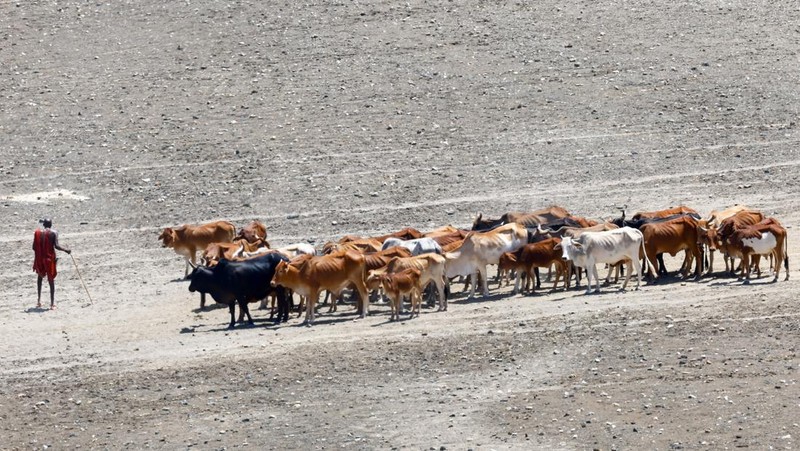 Bangkai sapi yang mati akibat kekeringan yang semakin parah karena gagalnya musim hujan, berserakan di pemukiman desa dekat kota Magadi di sepanjang perbatasan Kenya-Tanzania, di Kajiado, Kenya, 5 Februari 2026. (REUTERS/Thomas Mukoya)