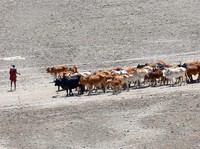 Seorang penggembala Maasai memimpin ternak kurus yang terkena dampak kekeringan yang semakin parah akibat gagalnya musim hujan, saat mereka berjalan di dasar sungai yang kering menuju tempat pengambilan air dari permukiman mereka dekat kota Magadi di