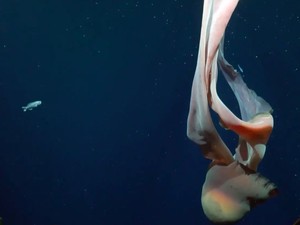 Penampakan Ubur-Ubur Raksasa Sebesar Bus Terekam di Laut Dalam