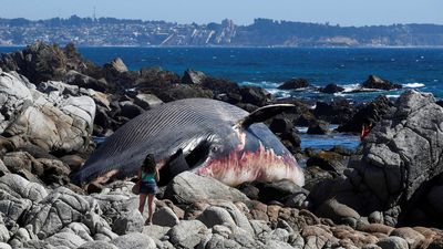 Bangkai Paus Terdampar di Pantai Algarrobo, Chile Jadi Sorotan