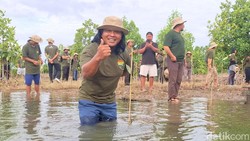 Menhut Apresiasi Petambak Tarakan, Buktikan Mangrove Bikin Panen Naik 100%