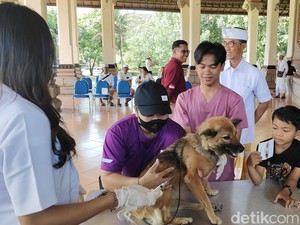 Badung Siapkan 50 Ribu Dosis Vaksin demi Kejar 100 Persen Desa Bebas Rabies
