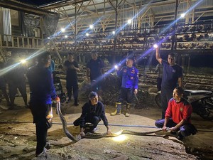 Geger Ular Piton 4 Meter Lilit Ayam dalam Kandang di Polman
