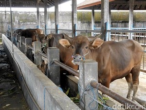Antisipasi LSD, Sapi-sapi di Sobangan Badung Dijatah 220 Dosis Vaksin
