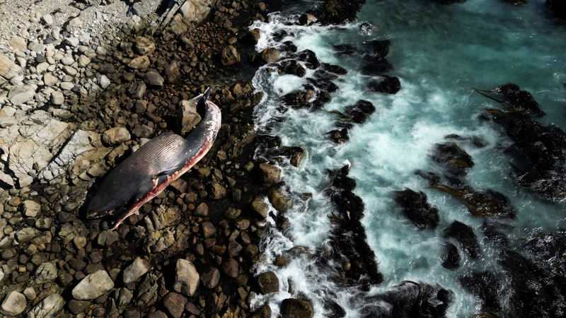 Seekor bangkai seekor paus sel berukuran besar ditemukan terdampar di Pantai Algarrobo, wilayah Pesisir Tengah Chile pada Kamis (5/2) lalu, memicu perhatian pengunjung dan komentar dari komunitas ilmiah setempat. (REUTERS/Rodrigo Garrido)