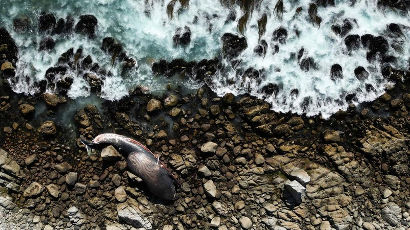 Seekor bangkai seekor paus sel berukuran besar ditemukan terdampar di Pantai Algarrobo, wilayah Pesisir Tengah Chile pada Kamis (5/2) lalu, memicu perhatian pengunjung dan komentar dari komunitas ilmiah setempat. (REUTERS/Rodrigo Garrido)