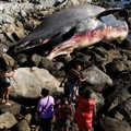 Potret Bangkai Paus Raksasa Terdampar di Pantai, Pengunjung Kaget