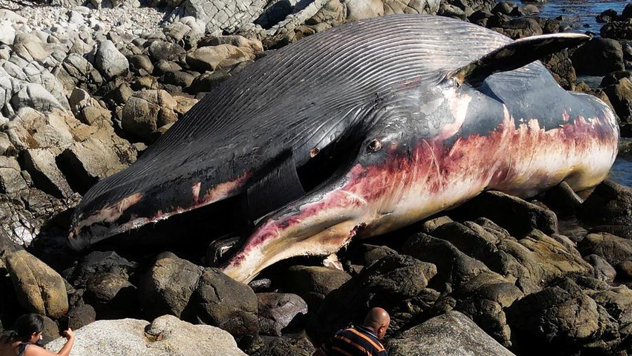 Seekor bangkai seekor paus sel berukuran besar ditemukan terdampar di Pantai Algarrobo, wilayah Pesisir Tengah Chile pada Kamis (5/2) lalu, memicu perhatian pengunjung dan komentar dari komunitas ilmiah setempat. (REUTERS/Rodrigo Garrido)