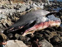 Potret Bangkai Paus Raksasa Terdampar di Pantai, Pengunjung Kaget
