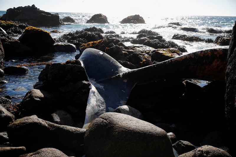 Seekor bangkai seekor paus sel berukuran besar ditemukan terdampar di Pantai Algarrobo, wilayah Pesisir Tengah Chile pada Kamis (5/2) lalu, memicu perhatian pengunjung dan komentar dari komunitas ilmiah setempat. (REUTERS/Rodrigo Garrido)