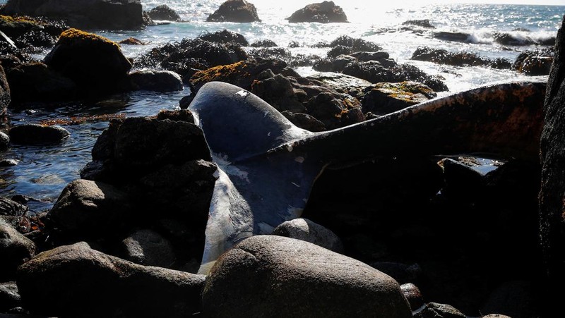 Seekor bangkai seekor paus sel berukuran besar ditemukan terdampar di Pantai Algarrobo, wilayah Pesisir Tengah Chile pada Kamis (5/2) lalu, memicu perhatian pengunjung dan komentar dari komunitas ilmiah setempat. (REUTERS/Rodrigo Garrido)