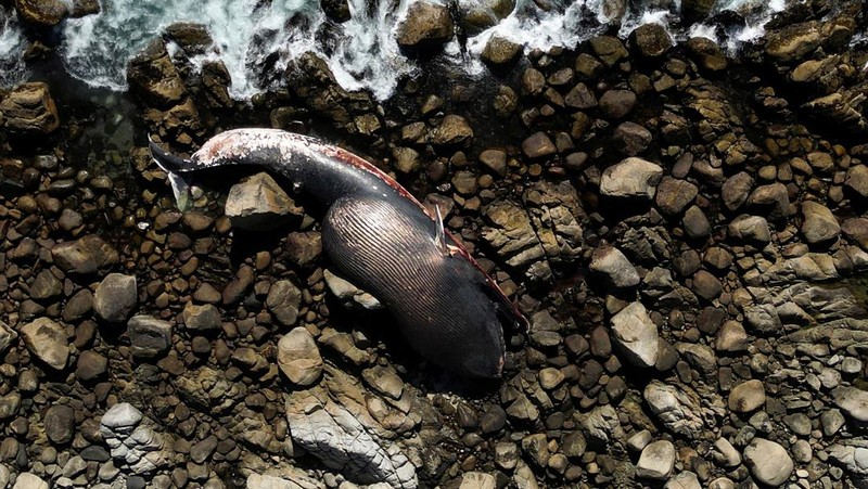 Seekor bangkai seekor paus sel berukuran besar ditemukan terdampar di Pantai Algarrobo, wilayah Pesisir Tengah Chile pada Kamis (5/2) lalu, memicu perhatian pengunjung dan komentar dari komunitas ilmiah setempat. (REUTERS/Rodrigo Garrido)