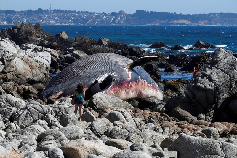 Seekor bangkai seekor paus sel berukuran besar ditemukan terdampar di Pantai Algarrobo, wilayah Pesisir Tengah Chile pada Kamis (5/2) lalu, memicu perhatian pengunjung dan komentar dari komunitas ilmiah setempat. (REUTERS/Rodrigo Garrido)