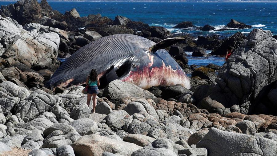 Seekor bangkai seekor paus sel berukuran besar ditemukan terdampar di Pantai Algarrobo, wilayah Pesisir Tengah Chile pada Kamis (5/2) lalu, memicu perhatian pengunjung dan komentar dari komunitas ilmiah setempat. (REUTERS/Rodrigo Garrido)