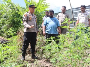 Polisi Ungkap Ladang Berisi 33 Batang Ganja di Karo, Petani Ditangkap