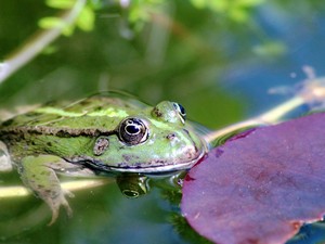 Katak Sering Masuk Kolam Ikan? Begini Cara Usirnya Biar Nggak Datang Lagi