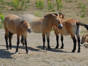 Dikira Kuda Perang Genghis Khan, Ternyata Spesies Langka