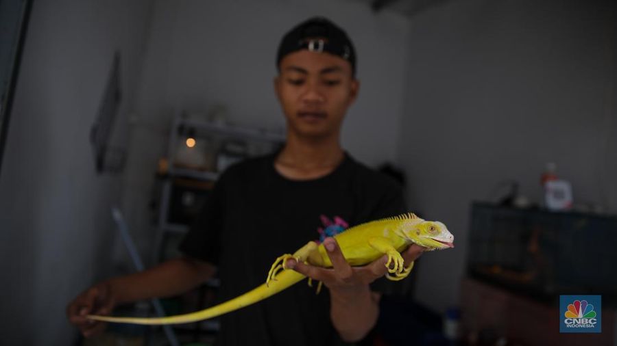 Suasana aktivitas jual-beli di Sentra Fauna dan Kuliner Lenteng Agung, Jakarta, Senin (9/2/2026). (CNBC Indonesia/Faisal Rahman)