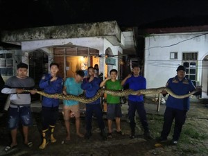 Ngeri Ular Piton 7 Meter Ngumpet di Plafon Rumah Warga di Kendari