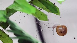 Siput Kecil Ini Hidup Kembali dari Kepunahan