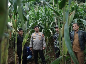 Culik Tanam Jagung Jadi Jurus Polda Jabar Sukseskan Ketahanan Pangan