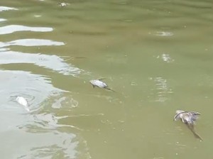 BPBD Susuri Cisadane Tercemar Limbah Usai Kebakaran, Masih Banyak Ikan Mati