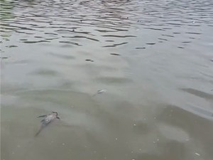 Andra Soni Minta DLHK Tindak Tegas Perusahaan Penyebab Sungai Cisadane Hitam