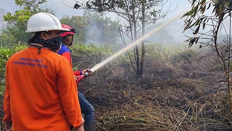 Badan Nasional Penanggulangan Bencana (BNPB) mencatat kejadian kebakaran hutan dan lahan (karhutla) yang melanda 11 kabupaten dan 2 kota di Provinsi Kalimantan Barat sejak 1 Januari 2026 hingga 11 Februari 2026 dengan total luasan terdampak hasil pendataan mencapai kurang lebih 435,578 hektare. (Dok BNPB)