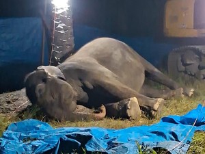 Gajah Sumatera Usia 50 Tahun di Lembaga Konservasi Sergai Mati, Ini Penyebabnya