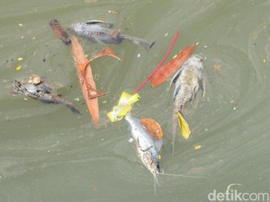 Gudang Pestisida Cemari Sungai Cisadane Bakal Digugat