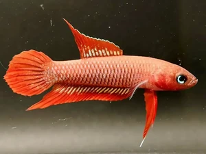 Ikan Endemik Bangka Belitung Terancam Punah, BRIN-UBB Turun Tangan