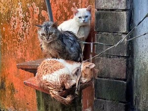 Viral Warga Ikat Leher Kucing hingga Dihujat Warganet, Polisi Turun Tangan